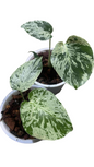 Monstera Deliciosa “Bulbasaur” (Seedling, 3-inch Pot) from TC