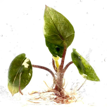 Alocasia Heterophylla ‘Metallic Blue’ Albo Variegated – Tissue Culture