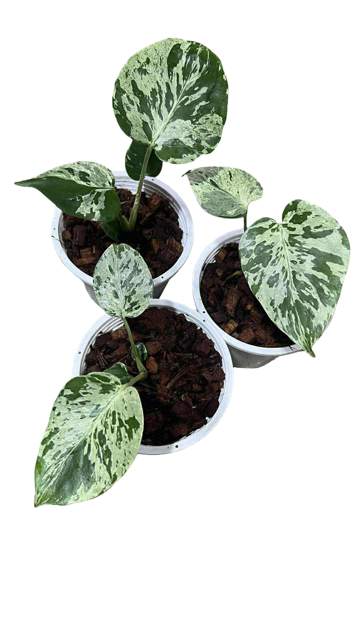 Monstera Deliciosa “Bulbasaur” (Seedling, 3-inch Pot) from TC