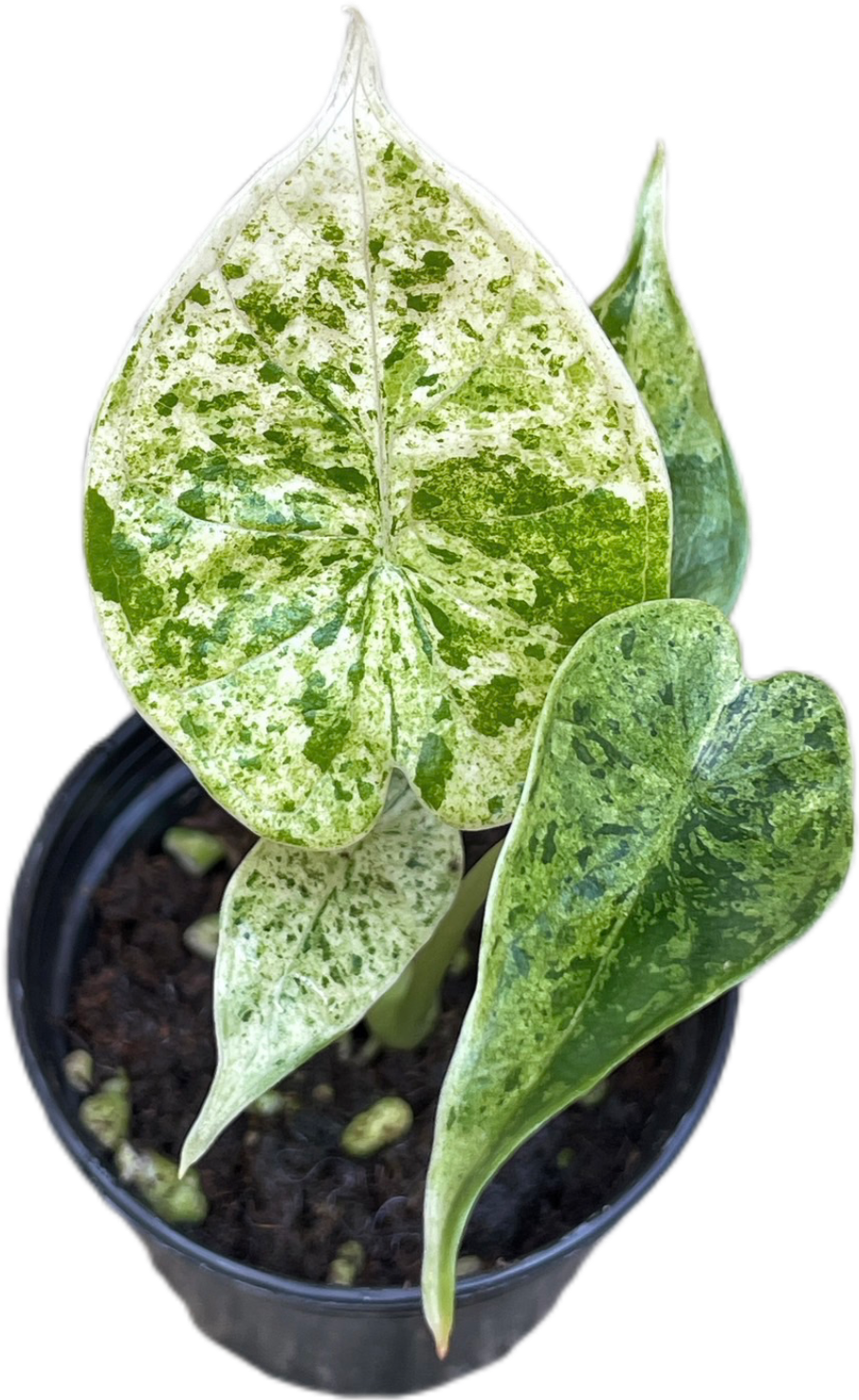 Alocasia Dragon Scale Mint Marble Variegated