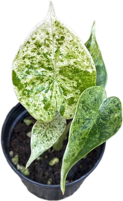 Alocasia Dragon Scale Mint Marble Variegated