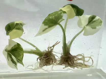 Alocasia Melo Albo Variegated – Tissue Culture Plantlets | Set of 10