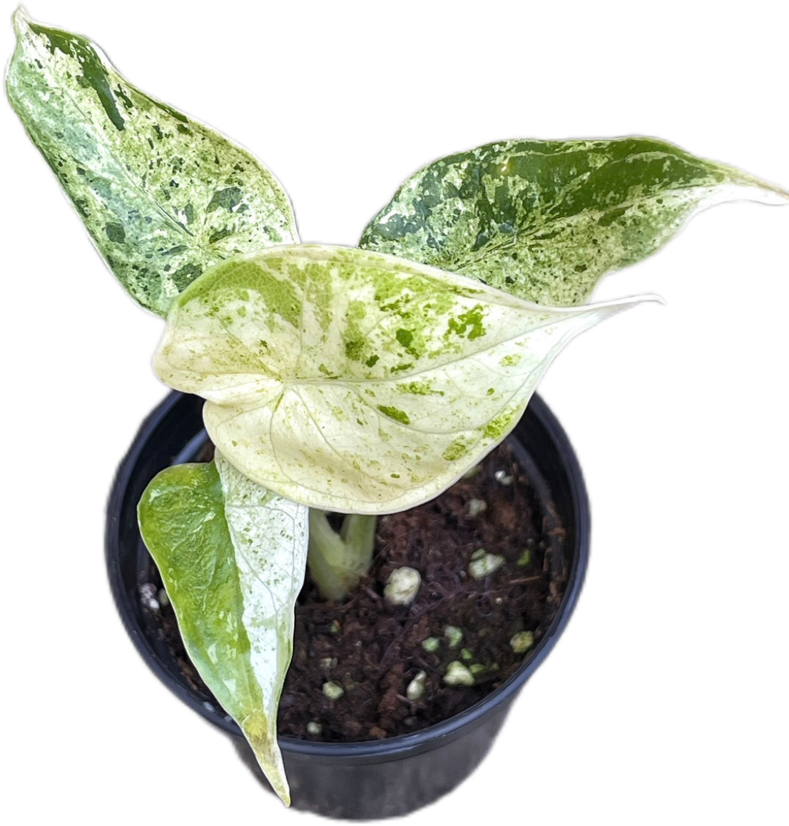 Alocasia Dragon Scale Mint Marble Variegated