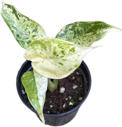 Alocasia Dragon Scale Mint Marble Variegated