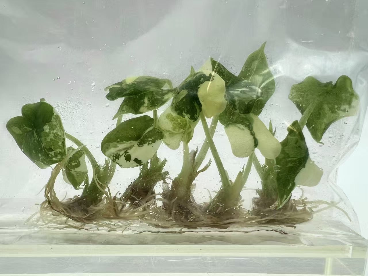 Alocasia Melo Albo Variegated – Tissue Culture Plantlets | Set of 10