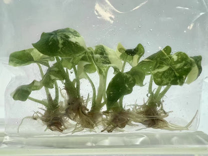 Alocasia Melo Albo Variegated – Tissue Culture Plantlets | Set of 10