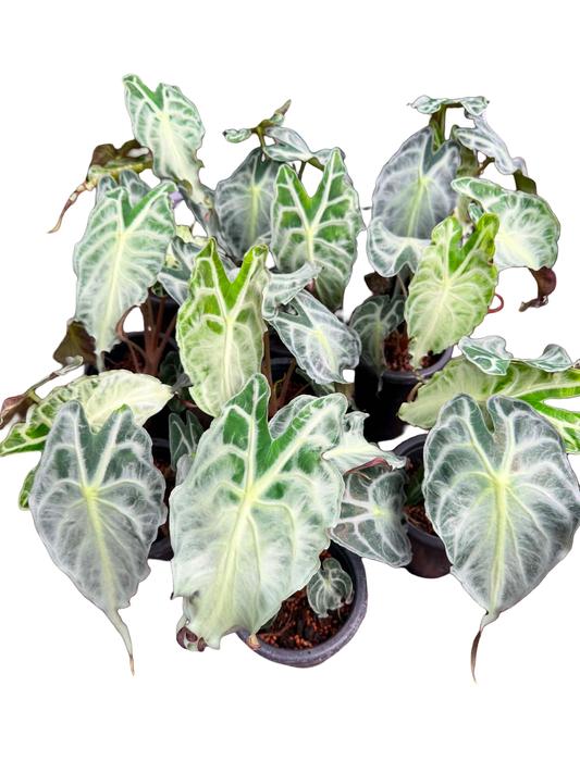 Alocasia “Venom” Wholesale Set of 10 Plants