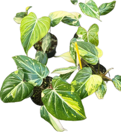 Philodendron Gloriosum Aurea Variegated