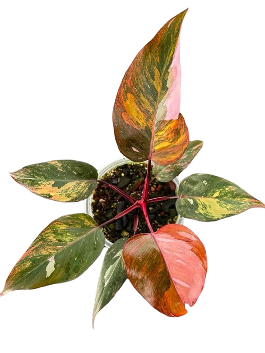 Philodendron Pink Princess Tricolor Variegated