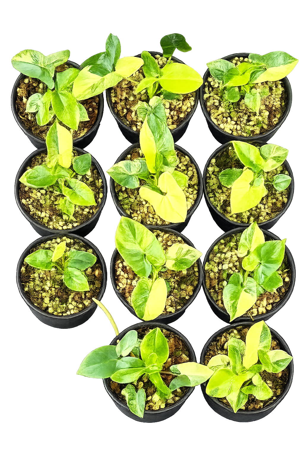 Philodendron Goeldii Variegated – Set of 10 Plants (Wholesale)