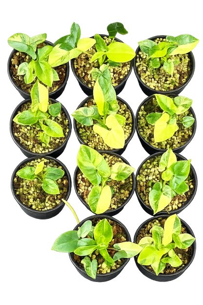 Philodendron Goeldii Variegated – Set of 10 Plants (Wholesale)