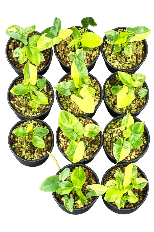 Philodendron Goeldii Variegated – Set of 10 Plants (Wholesale)