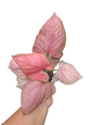 Syngonium ‘Aom Nak Chompoo’ Pink Variegated – Set of 10 Plants