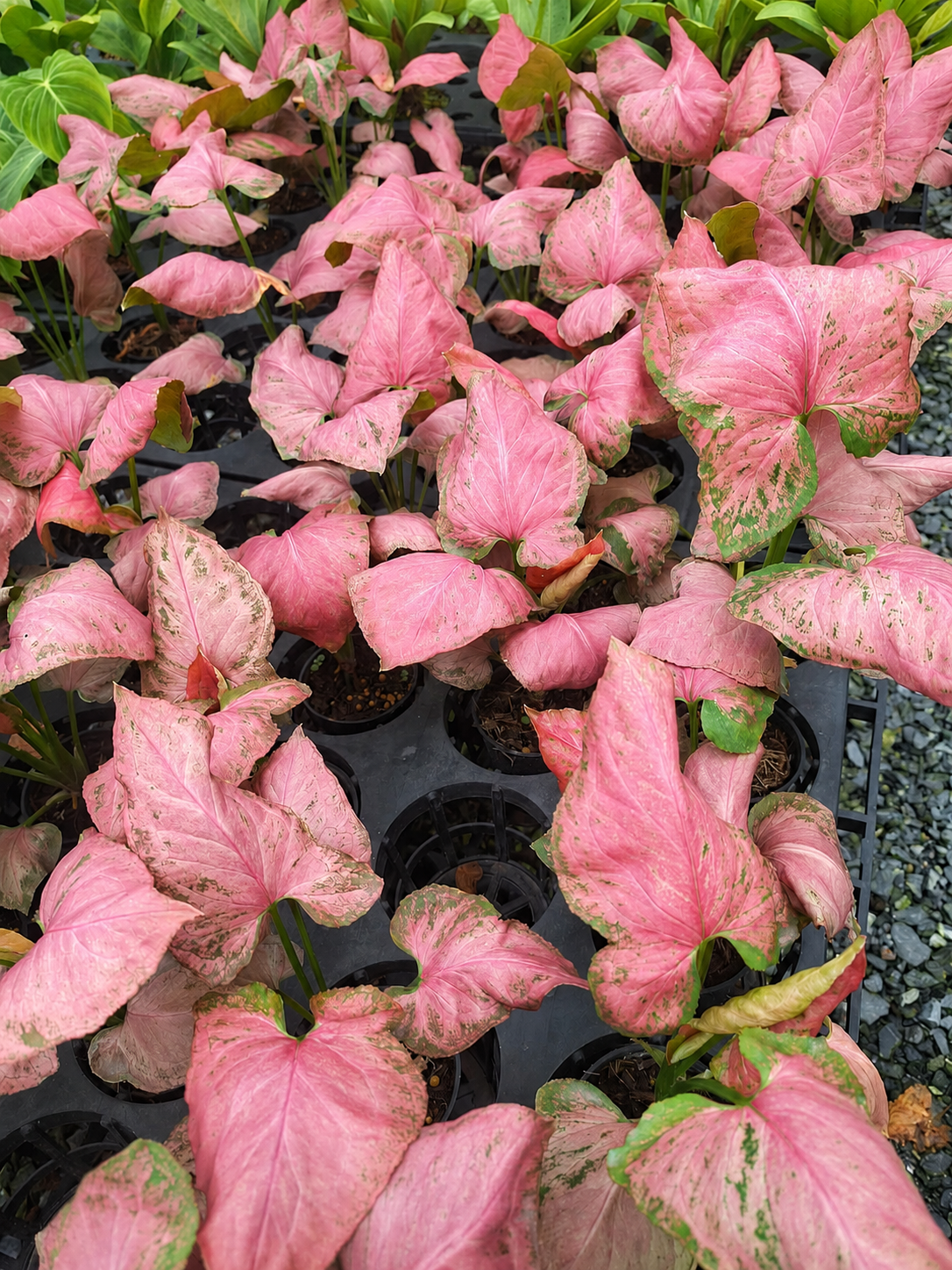 Syngonium ‘Aom Nak Chompoo’ Pink Variegated – Set of 10 Plants