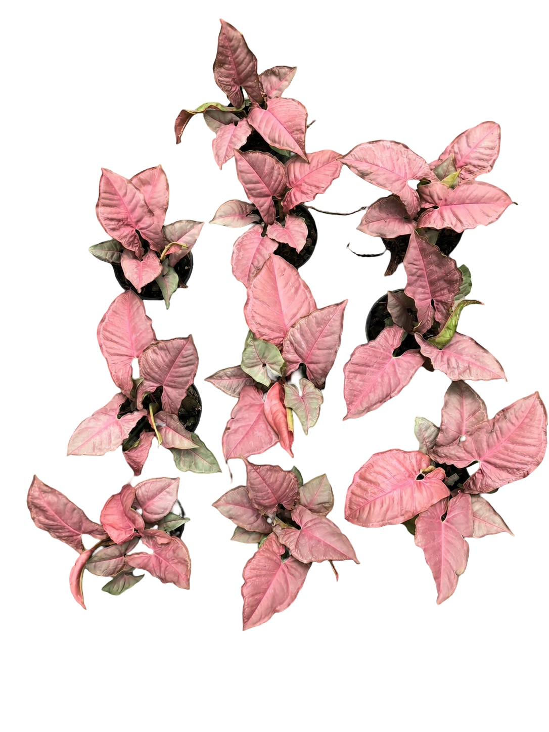 Syngonium Pink Mosaic – Set of 10 Plants