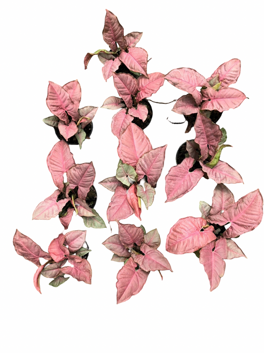 Syngonium Pink Mosaic – Set of 10 Plants