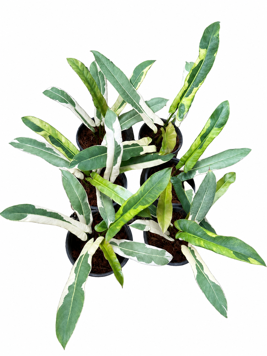 Philodendron Atabapoense Variegated Set of 5 Plants