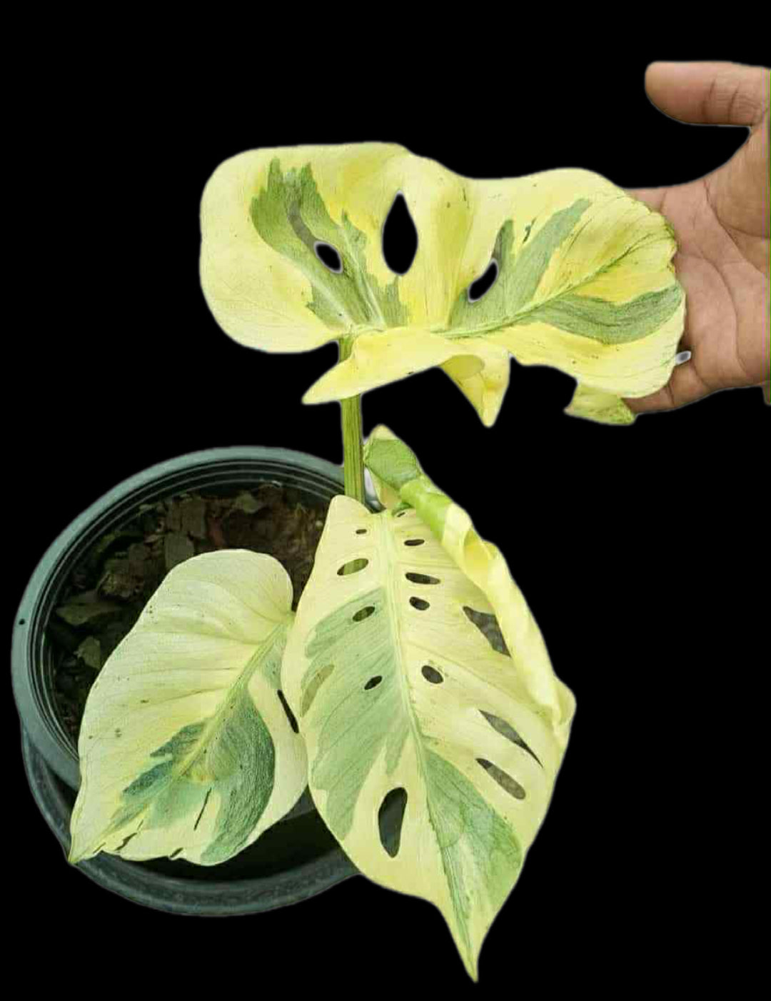 Monstera Deliciosa NOID- Actual Plant