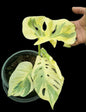Monstera Deliciosa NOID- Actual Plant