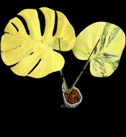 Monstera Deliciosa NOID- Actual Plant