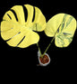 Monstera Deliciosa NOID- Actual Plant