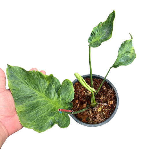 Monstera Deliciosa “Zombie” - Actual Plant