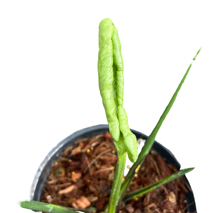 Monstera Deliciosa “Zombie” - Actual Plant