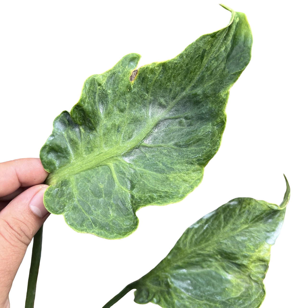 noid philodendron Monstera Deliciosa NoID Variegated Plant
