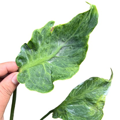 Monstera Deliciosa “Zombie” - Actual Plant