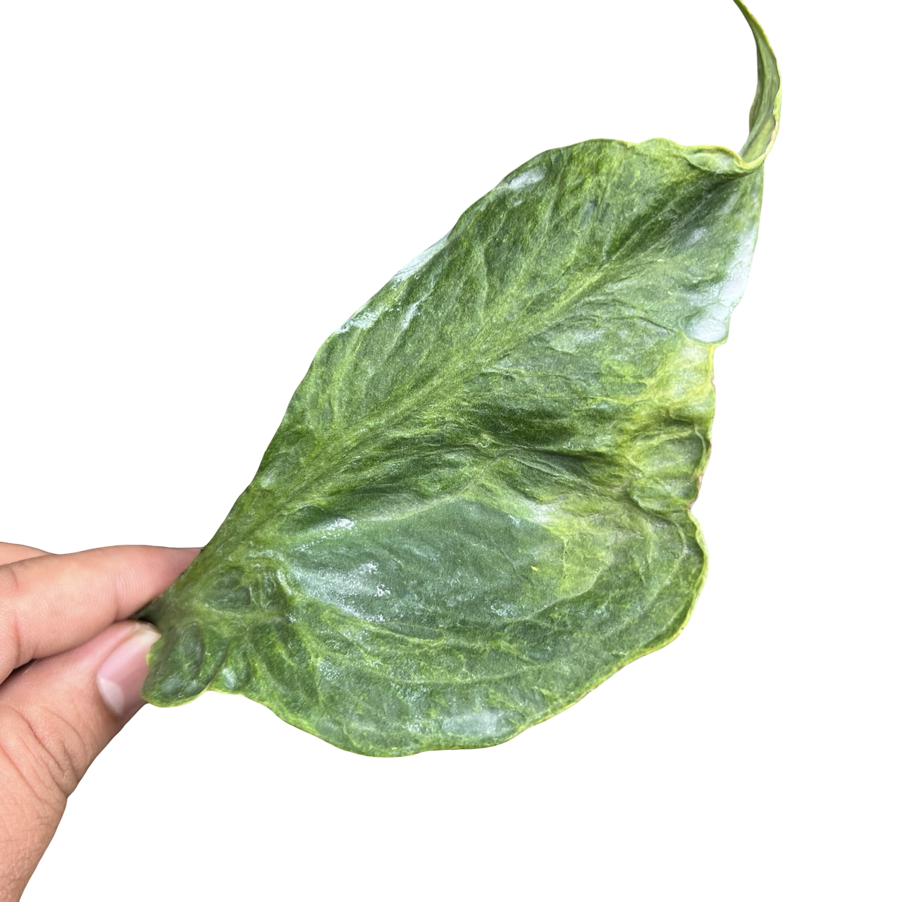 Monstera Deliciosa “Zombie” - Actual Plant