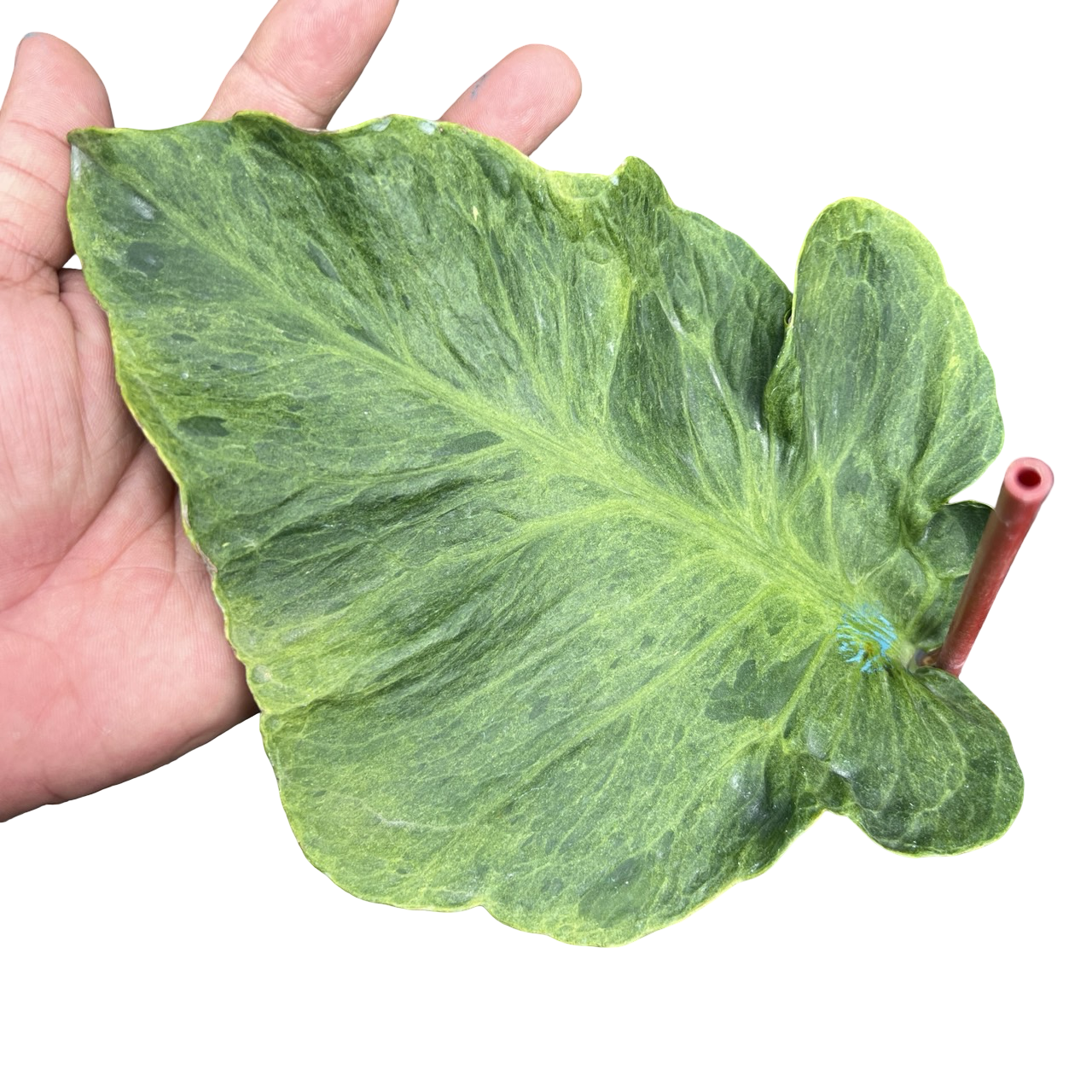 Monstera Deliciosa “Zombie” - Actual Plant