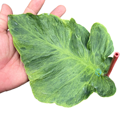 Monstera Deliciosa “Zombie” - Actual Plant