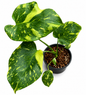 Monstera Deliciosa “Electro Light (Electrolyte)”