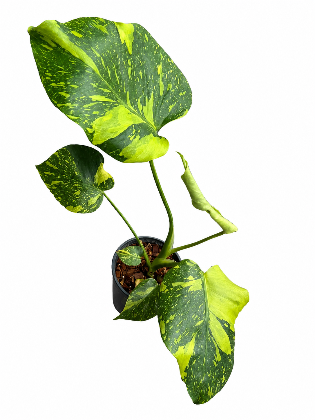 Monstera Deliciosa “Electro Light (Electrolyte)”