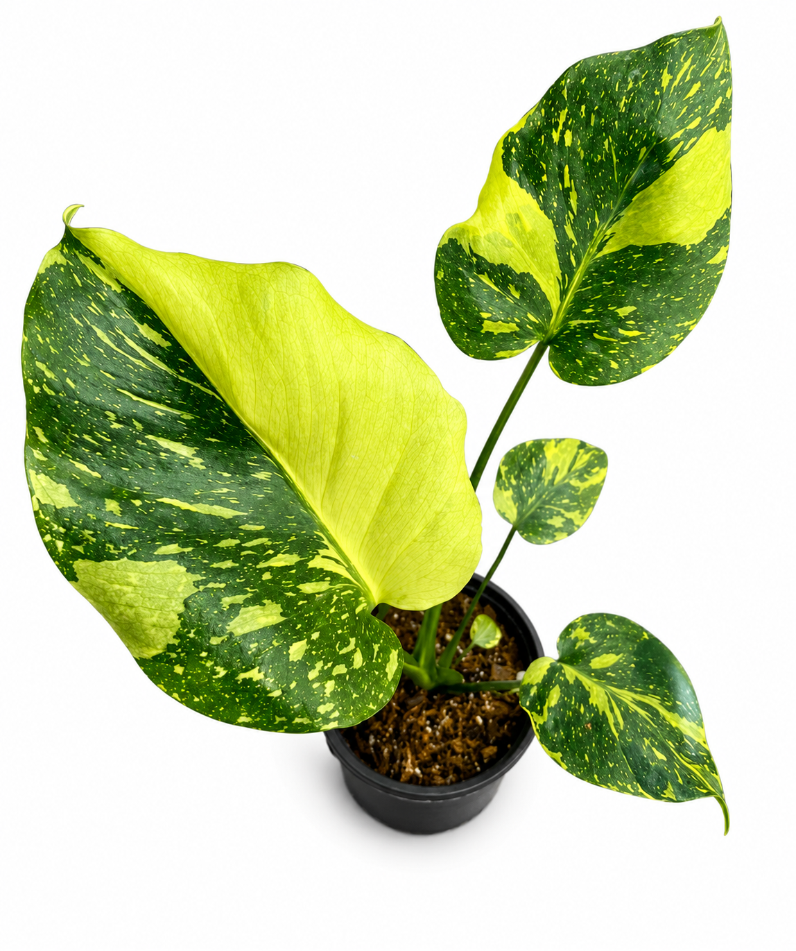 Monstera Deliciosa “Electro Light (Electrolyte)”