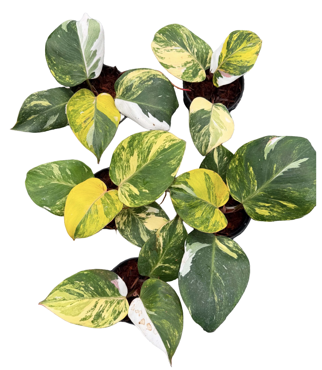 Philodendron White Knight Tricolor Variegated