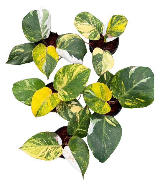 Philodendron White Knight Tricolor Variegated