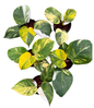 Philodendron White Knight Tricolor Variegated