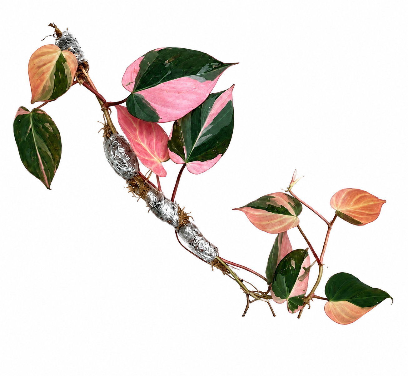 Philodendron Micans True Pink Variegated