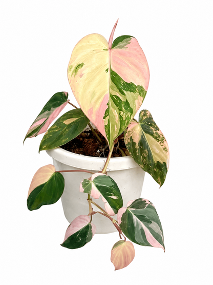 Philodendron Micans True Pink Variegated