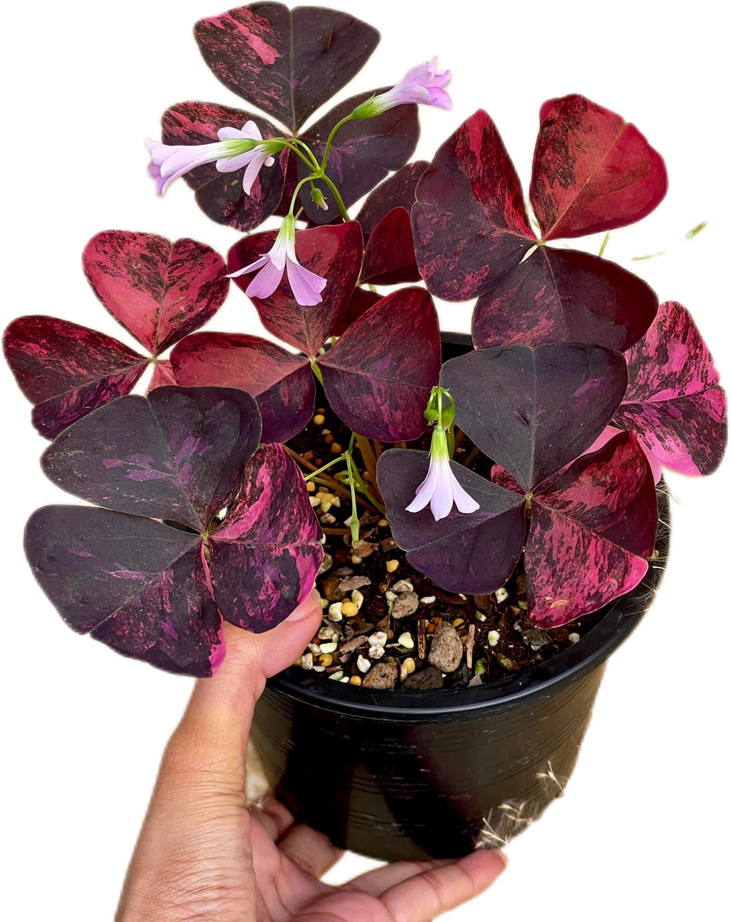 Oxalis Triangularis Variegated