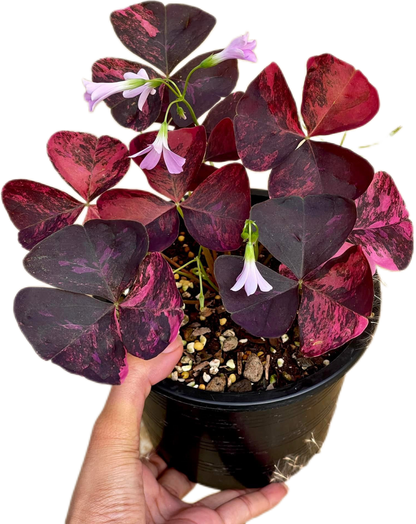 Oxalis Triangularis Variegated