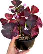 Oxalis Triangularis Variegated