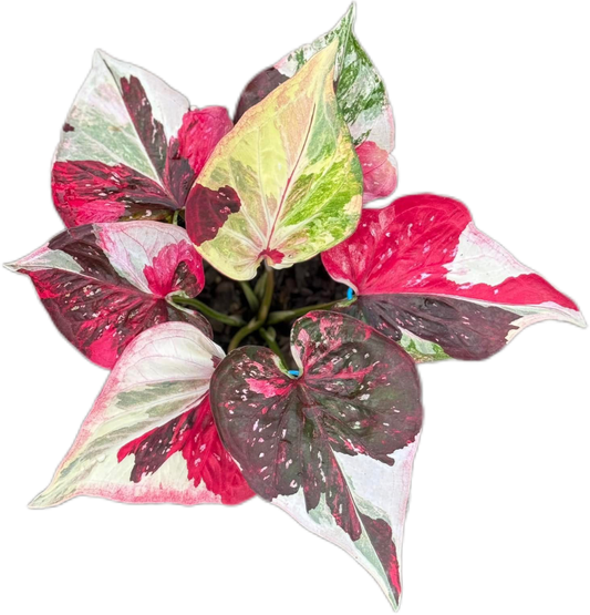 Vibrant Thai Caladium Collection – Set of 20 Stunning Plants