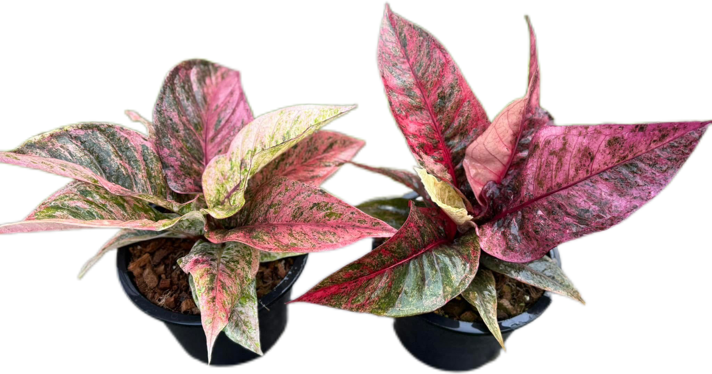 Anthurium Renaissance Variegated