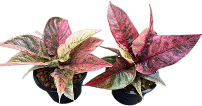 Anthurium Renaissance Variegated