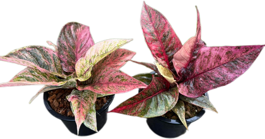 Anthurium Renaissance Variegated