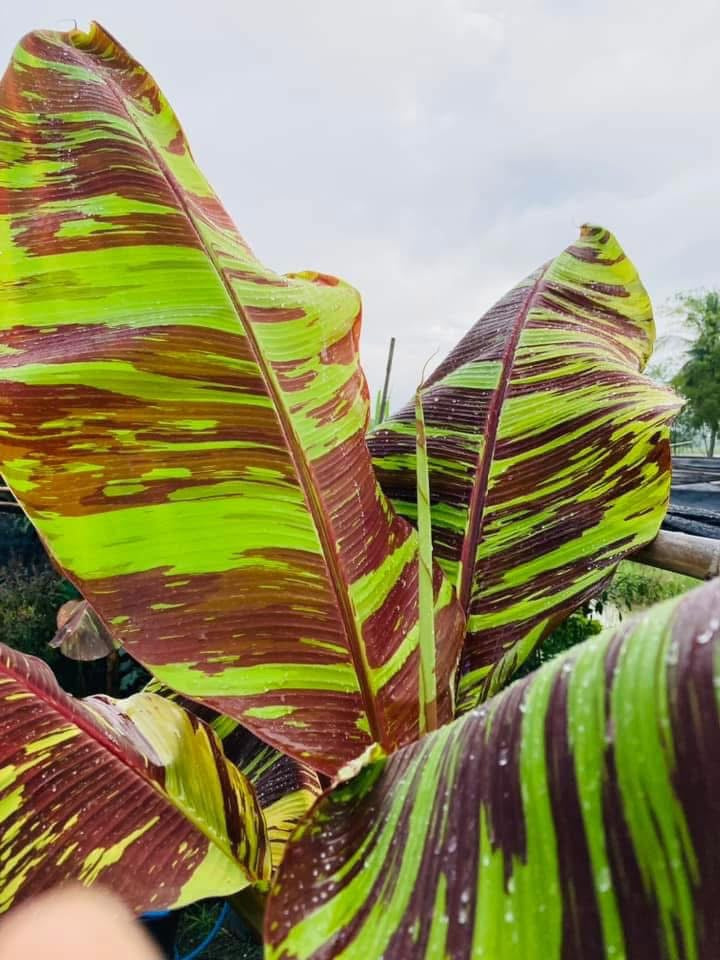 "Musa acuminata 'Red Indo' - Rare Variegated Banana Plant