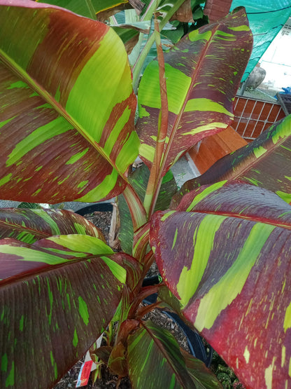 "Musa acuminata 'Red Indo' - Rare Variegated Banana Plant