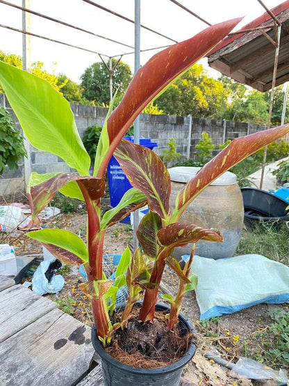 "Musa acuminata 'Red Indo' - Rare Variegated Banana Plant